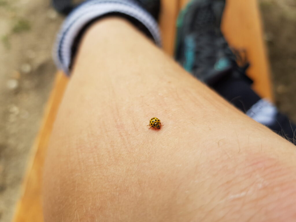 Marienkäfer_Sinnbild_Kinder_psychisch_erkrankter_Eltern Kinder von psychisch erkrankten Eltern brauchen Verlässlichkeit