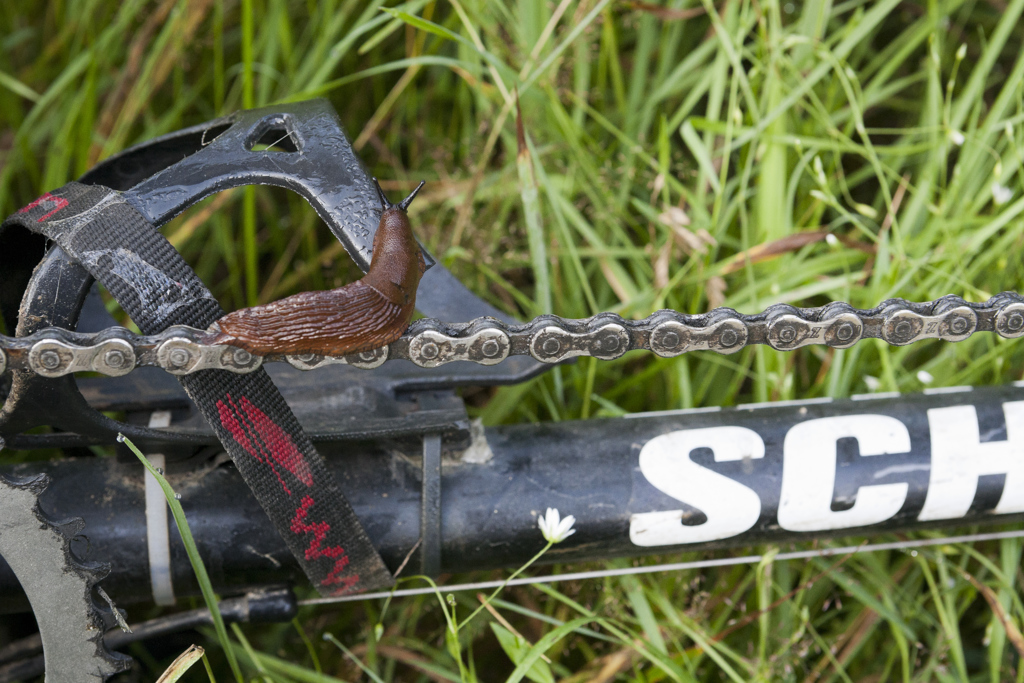 Schnecke die symbolisiert, dass es manchmal Zeit braucht den passenden Therapieplatz zu finden.
